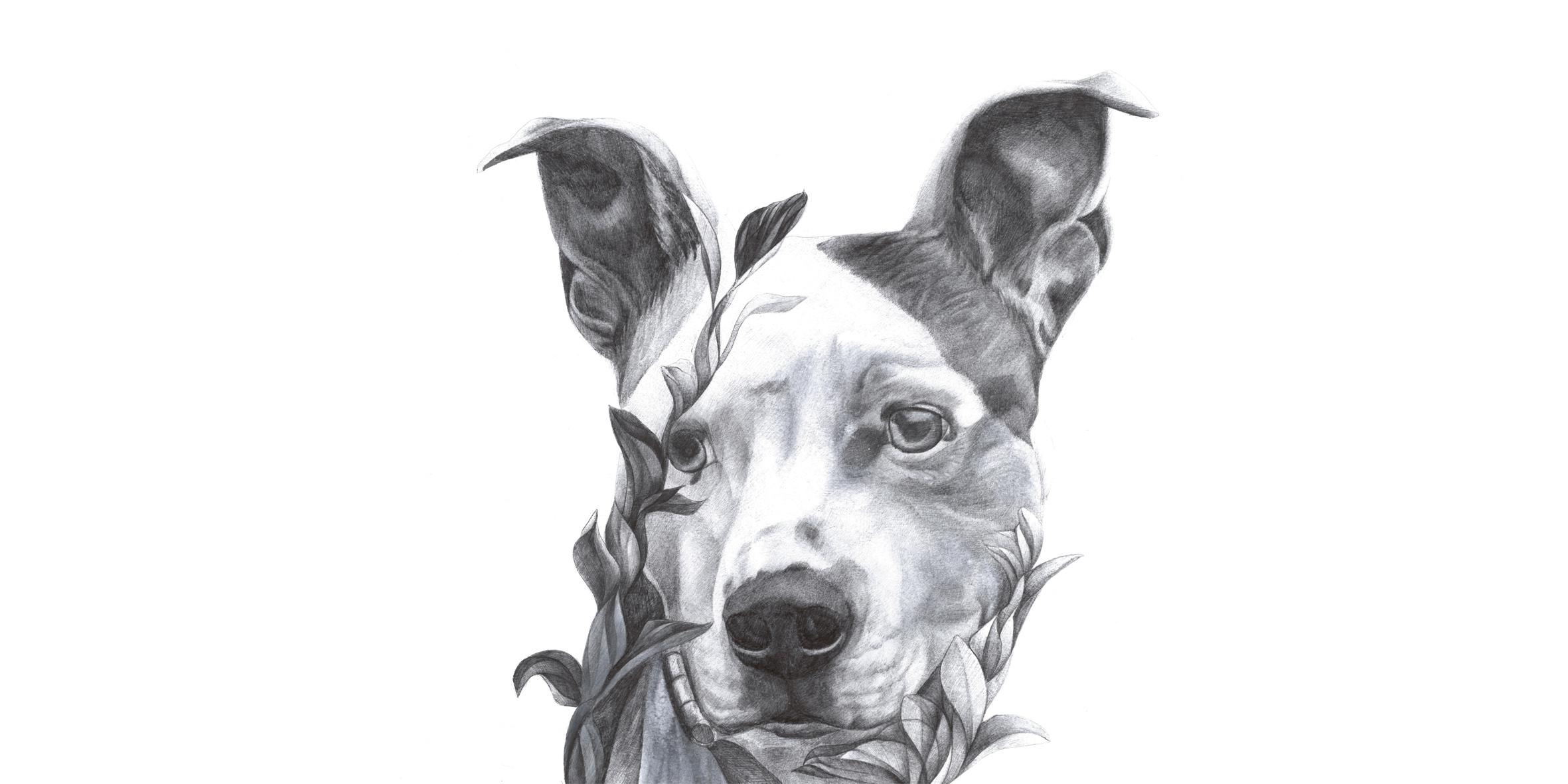 Portrait chiens bic