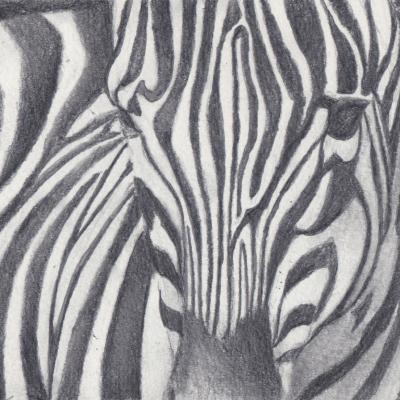 Croquis zèbre